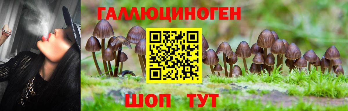 Псилоцибиновые грибы Psilocybine cubensis Железногорск